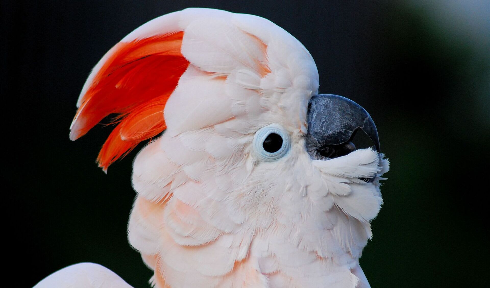 Salmoncrested cockatoo facts, distribution & population BioDB